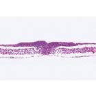 Embryologie du poulet (Gallus domesticus) - Anglais, 1003986 [W13057], Préparations microscopiques LIEDER
