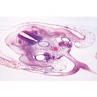 Chicken embryology (Gallus domesticus) - English Slides, 1003986 [W13057], 영어 (Small)
