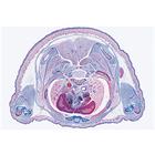 Pig embryology (Sus scrofa) - English Slides, 1003987 [W13058], 영어 (Small)
