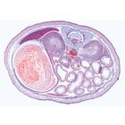 Pig embryology (Sus scrofa) - English Slides, 1003987 [W13058], 영어 (Small)