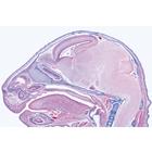 Pig embryology (Sus scrofa) - English Slides, 1003987 [W13058], 영어 (Small)