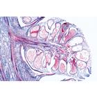 Pig embryology (Sus scrofa) - English Slides, 1003987 [W13058], 영어 (Small)