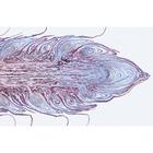 Pig embryology (Sus scrofa) - English Slides, 1003987 [W13058], 영어 (Small)