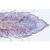 Domuz Embriyolojisi (Sus scrofa), İngilizce (10'lu), 1003987 [W13058], Ingilizce (Small)