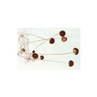 School Set A for General Biology, Elementary Set, 25 microscope slides - Italian Slides, 1013394 [W13067], Микропрепараты для микроскопа LIEDER (Small)