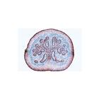 School Set B for General Biology, Supplementary Set, 50 microscope slides - Italian Slides, 1013395 [W13068], Микропрепараты для микроскопа LIEDER (Small)