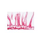 School Set B for General Biology, Supplementary Set, 50 microscope slides - Italian Slides, 1013395 [W13068], Микропрепараты для микроскопа LIEDER (Small)
