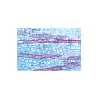 School Set C (supplement for A and B) - Italian Slides, 1013396 [W13069], Microscope Slides LIEDER (Small)
