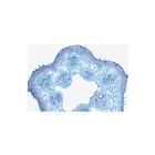 School Set C (supplement for A and B) - Italian Slides, 1013396 [W13069], Microscope Slides LIEDER (Small)