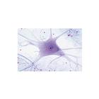 Biologie générale, Série D, complémentaire de A, B, et C - Italian, 1013397 [W13070], Préparations microscopiques LIEDER