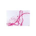 School Set D (supplement for A, B and C) - Italian Slides, 1013397 [W13070], Microscope Slides LIEDER (Small)