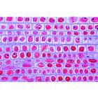 Mitosis and Meiosis Set II - Portuguese, 1013477 [W13083], Cell Divisions (Small)