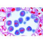 Mitosis and Meiosis Set II - Portuguese, 1013477 [W13083], Cell Divisions (Small)