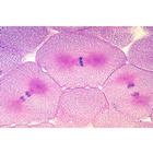 Mitosis and Meiosis Set II - Portuguese, 1013477 [W13083], Cell Divisions (Small)