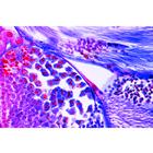 Mitosis and Meiosis Set II - Portuguese, 1013477 [W13083], Cell Divisions (Small)