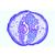 The Ascaris megalocephala Embryology - German, 1013478 [W13084], División celular (Small)