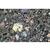 Thin Sections, Metamorphic Rocks, 1018495 [W13151], Petrography (Small)