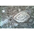 Rocas y minerales, las rocas sedimentarias, 1018500 [W13152], Petrograf&iacute;a (Small)