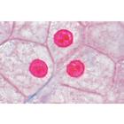 Jogo No. I. Células, tecidos e órgãos - Alemão, 1004050 [W13300], Preparados para microscopia LIEDER