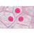 Serie I. Cellula, tessuti ed organi, 1004050 [W13300], Micropreparati LIEDER (Small)