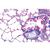 Serie I. Cellula, tessuti ed organi, 1004051 [W13300F], Micropreparati LIEDER (Small)