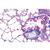 Серия I. Клетки, ткани и органы. На португальском языке, 1004052 [W13300P], Микроскопы Слайды LIEDER (Small)