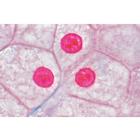Jogo No. I. Células, tecidos e órgãos - Espanhol, 1004053 [W13300S], Preparados para microscopia LIEDER