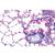 Serie I. Cellula, tessuti ed organi, 1004053 [W13300S], Micropreparati LIEDER (Small)