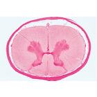 Series III. Organs of Sense - German Slides, 1004058 [W13302], German (Small)