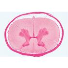 Series III. Organs of Sense - French, 1004059 [W13302F], French (Small)