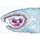 Серия III. Органы чувств. На португальском языке, 1004060 [W13302P], Португальский (Small)