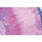 S&eacute;rie no. IV. Organes des hormones et fonctions hormonales - Allemand, 1004062 [W13303], Lames microscopiques Allemand (Small)