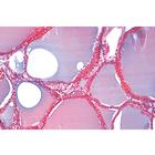 S&eacute;rie no. IV. Organes des hormones et fonctions hormonales - Allemand, 1004062 [W13303], Lames microscopiques Allemand (Small)