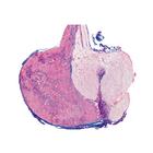 S&eacute;rie no. IV. Organes des hormones et fonctions hormonales - Fran&ccedil;ais, 1004063 [W13303F], Lames microscopiques Fran&ccedil;ais (Small)