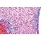 S&eacute;rie no. IV. Organes des hormones et fonctions hormonales - Fran&ccedil;ais, 1004063 [W13303F], Lames microscopiques Fran&ccedil;ais (Small)