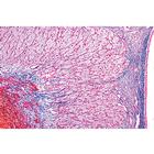 S&eacute;rie no. IV. Organes des hormones et fonctions hormonales - Portugais, 1004064 [W13303P], Lames microscopiques Portugais (Small)