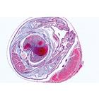 Series V. Genetics, Reproduction and Embryology - German Slides, 1004066 [W13304], German (Small)
