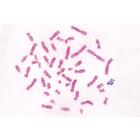 Series V. Genetics, Reproduction and Embryology - German Slides, 1004066 [W13304], German (Small)