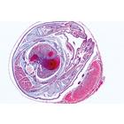 S&eacute;rie no. V. G&eacute;n&eacute;tique, reproduction et embryologie - Fran&ccedil;ais, 1004067 [W13304F], Lames microscopiques Fran&ccedil;ais (Small)