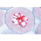 Series V. Genetics, Reproduction and Embryology - French, 1004067 [W13304F], French (Small)
