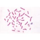 Series V. Genetics, Reproduction and Embryology - Portuguese Slides, 1004068 [W13304P], Portuguese (Small)