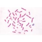 Series V. Genetics, Reproduction and Embryology - Spanish, 1004069 [W13304S], Spanish (Small)