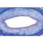 Histologie des vert&eacute;br&eacute;s sans les mammif&egrave;res - Fran&ccedil;ais, 1004071 [W13305F], Lames microscopiques Fran&ccedil;ais (Small)