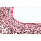 Histologie des mammif&egrave;res, s&eacute;rie &eacute;l&eacute;mentaire - Allemand, 1004074 [W13306], Lames microscopiques Allemand (Small)