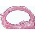 Histologie des mammif&egrave;res, s&eacute;rie &eacute;l&eacute;mentaire - Espagnol, 1004077 [W13306S], Lames microscopiques Espagnol (Small)