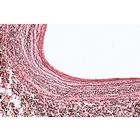 Histologie des mammif&egrave;res, s&eacute;rie &eacute;l&eacute;mentaire - Espagnol, 1004077 [W13306S], Lames microscopiques Espagnol (Small)