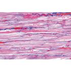 Histologie humaine normale, s&eacute;rie de base - Allemand, 1004082 [W13308], Lames microscopiques Allemand (Small)