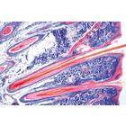 Histologie humaine normale, s&eacute;rie de base - Allemand, 1004082 [W13308], Lames microscopiques Allemand (Small)