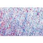 Histologie humaine normale, s&eacute;rie de base - Portugais, 1004084 [W13308P], Lames microscopiques Portugais (Small)