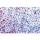 Нормальная гистология человека, базовый набор. На испанском языке, 1004085 [W13308S], Испанский (Small)